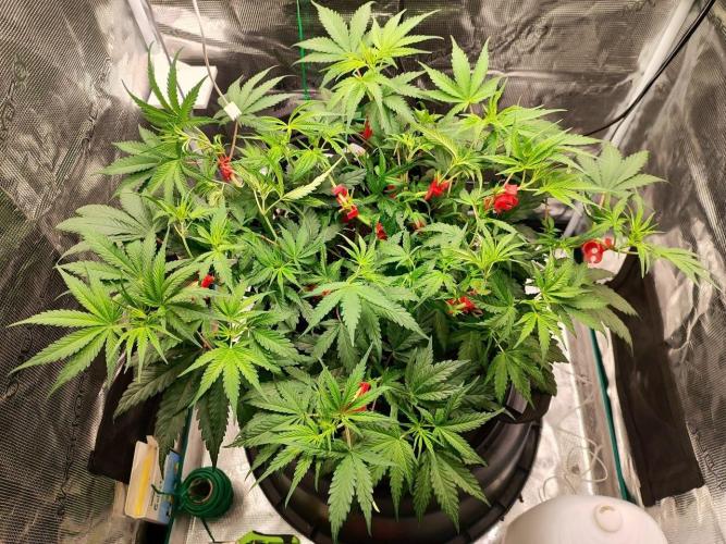 Malawi x Panama by Ace Seeds. Week 7 - Malawi x Panama (indoor)
d43
