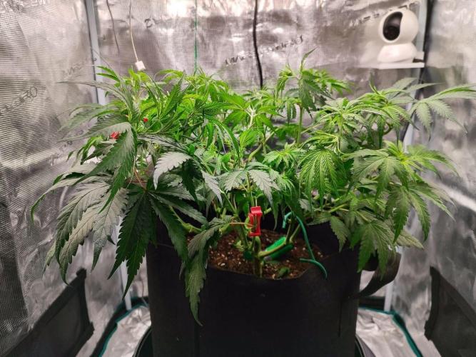 Malawi x Panama by Ace Seeds. Week 7 - Malawi x Panama (indoor)
d45