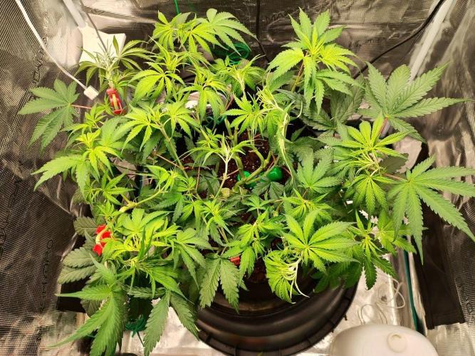 Malawi x Panama by Ace Seeds. Week 7 - Malawi x Panama (indoor)
d45