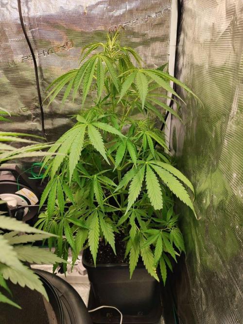Malawi x Panama by Ace Seeds. Week 7 - Malawi x Panama
d46 - Welcome back in the tent!