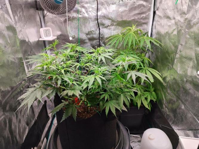 Malawi x Panama by Ace Seeds. Week 7 - Malawi x Panama
d46