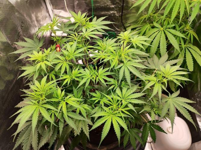 Malawi x Panama by Ace Seeds. Week 7 - Malawi x Panama
d46