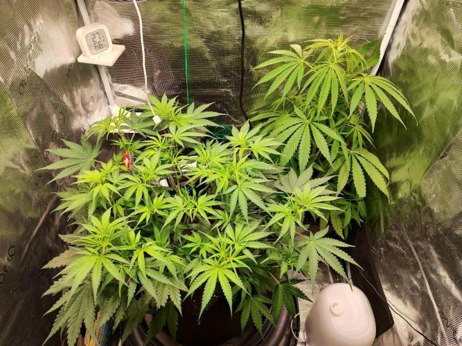 Malawi x Panama by Ace Seeds. Week 7 - Malawi x Panama
d46
