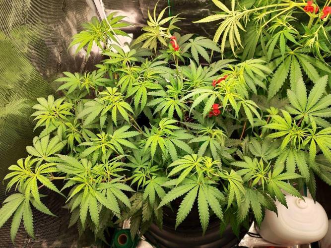 Malawi x Panama. Week 8