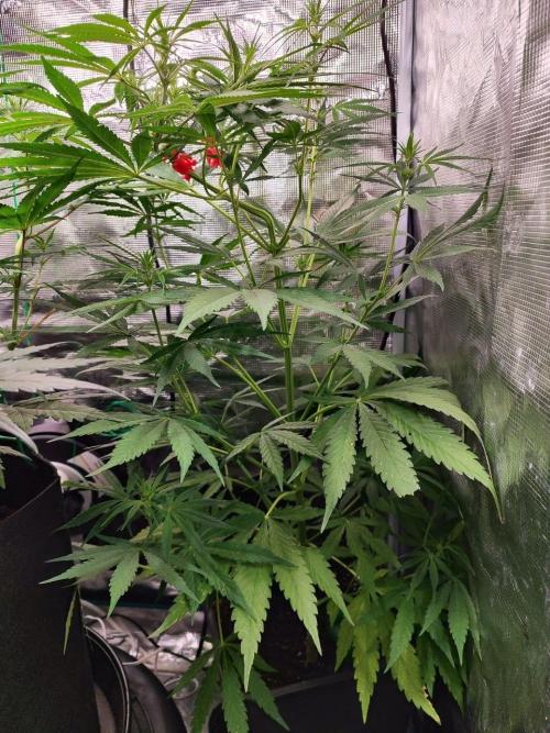 Malawi x Panama. Week 8
