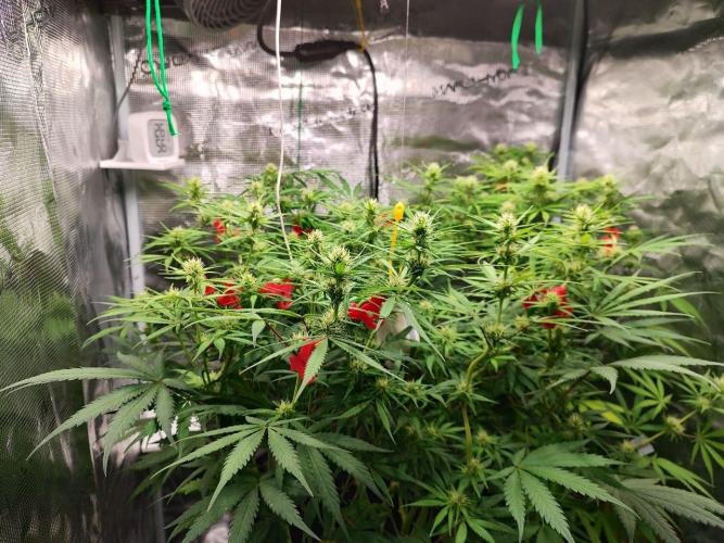 Malawi x Panama by Ace Seeds. Week 10 - Malawi x Panama
d69
