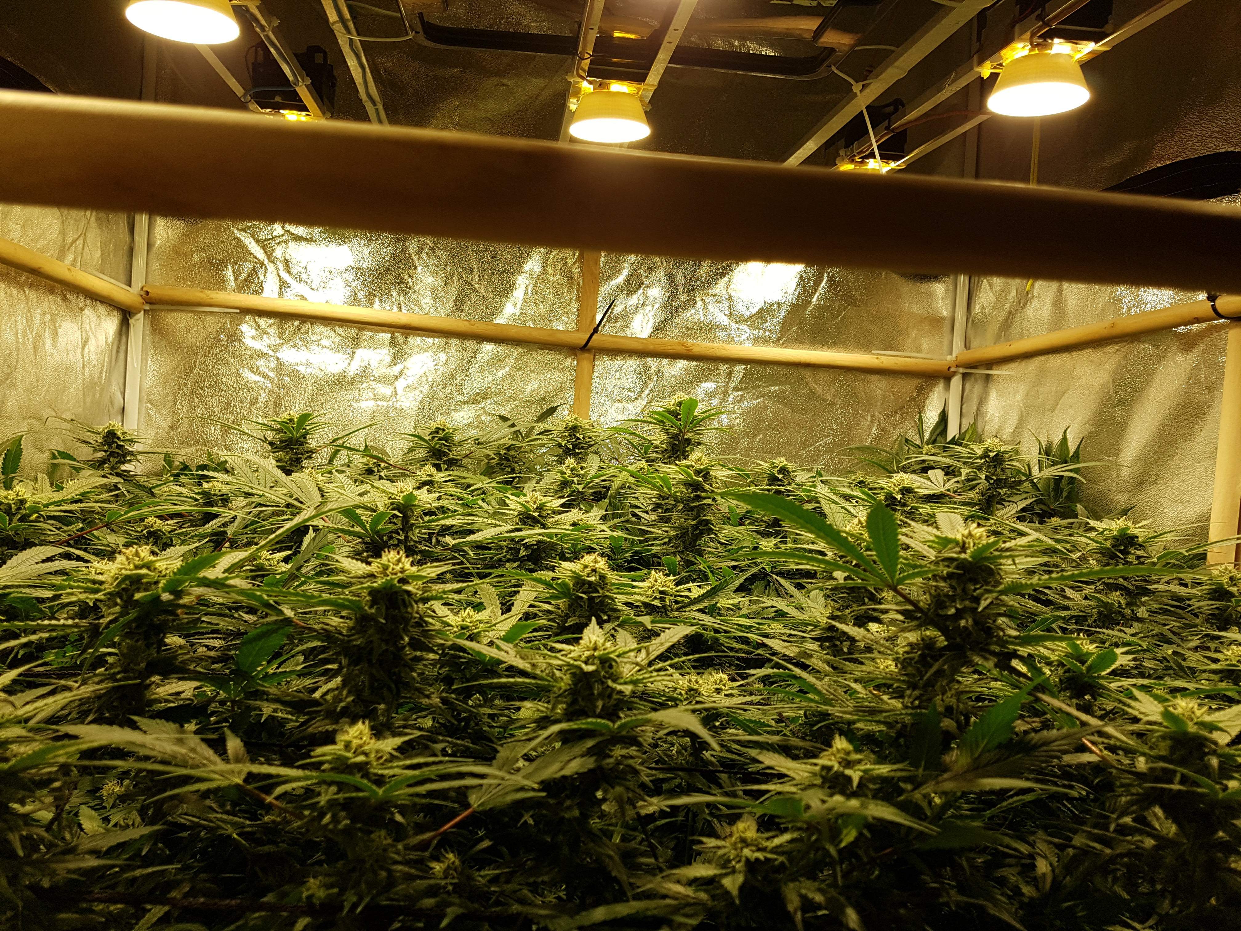 Cheese grow diary (journal) week14 by bigbubsofcheese GrowDiaries