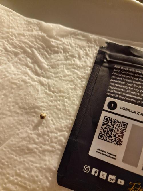 TPB Gorilla Z auto. Week 0