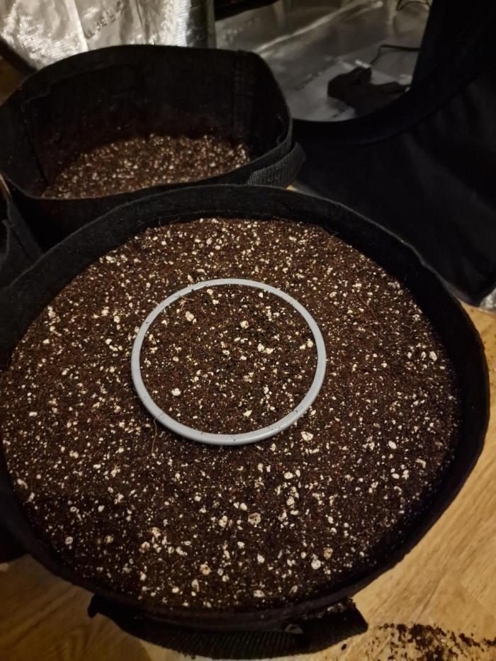 Super Lemon Haze. Week 0