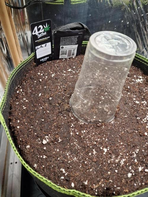 TPB Gorilla Z auto. Week 0