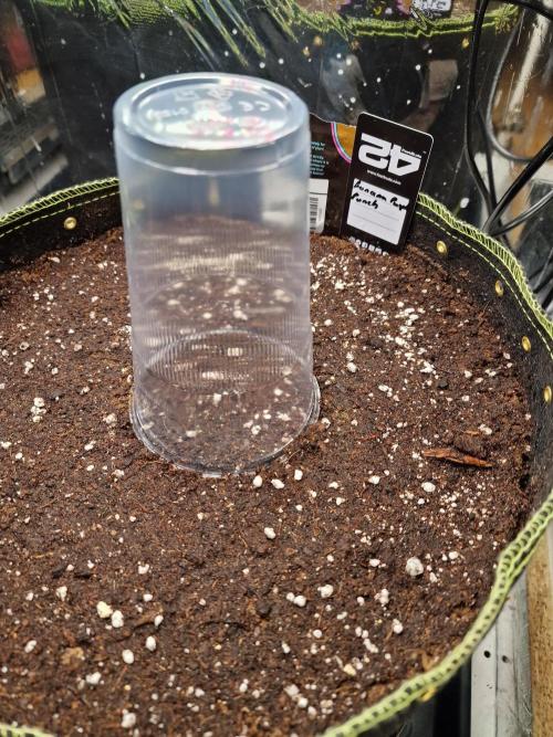 TPB Banana Purple Punch auto. Week 0