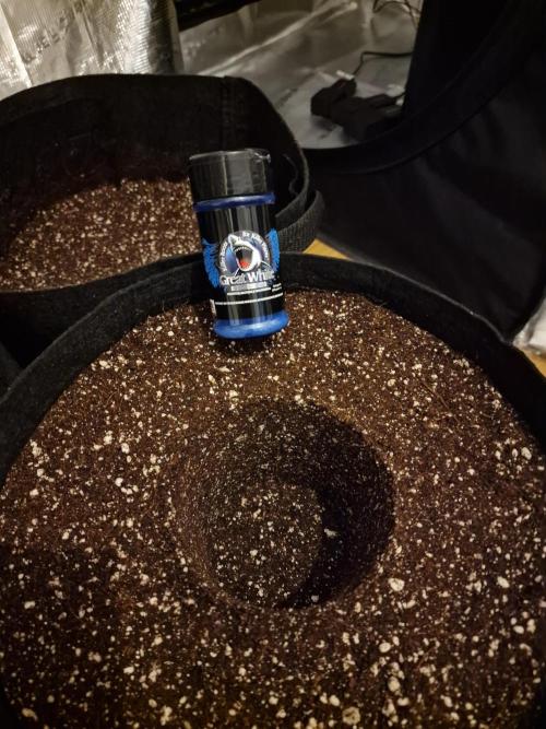 Cherry Poppers. Week 0