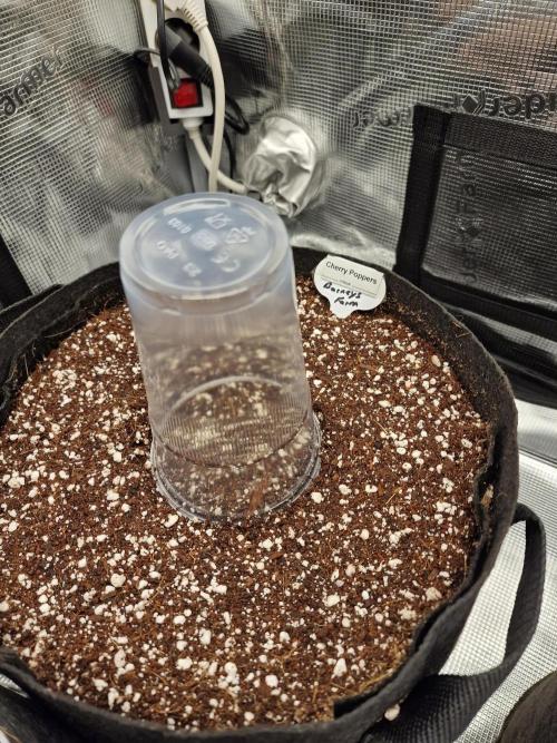 Cherry Poppers. Week 0