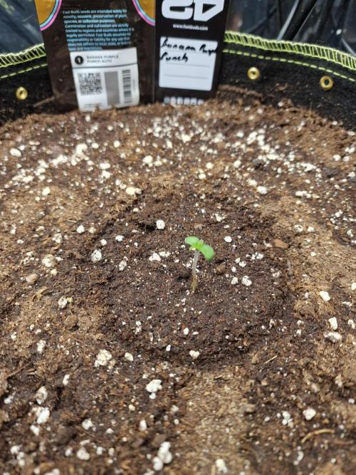 TPB Banana Purple Punch auto. Week 0