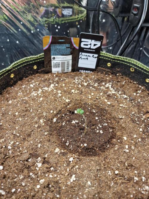 TPB Banana Purple Punch auto. Week 0