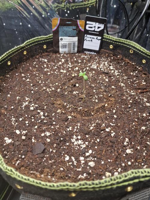 TPB Banana Purple Punch auto. Week 0