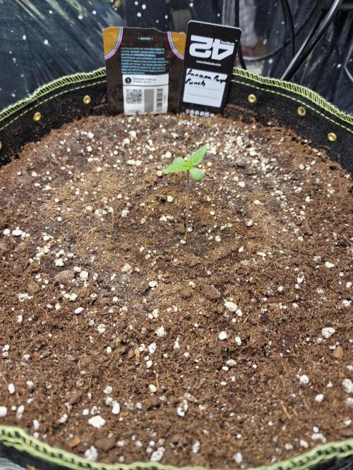 TPB Banana Purple Punch auto. Week 0