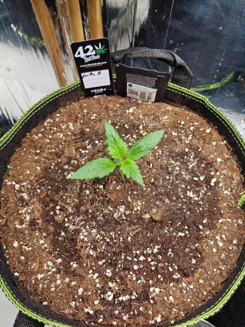 TPB Gorilla Z auto. Week 1