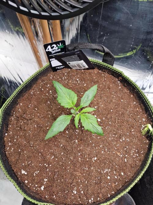 TPB Gorilla Z auto. Week 1