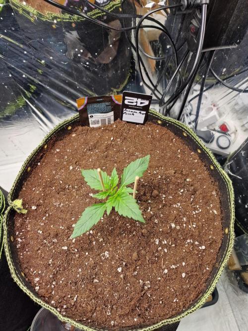 TPB Banana Purple Punch auto. Week 1