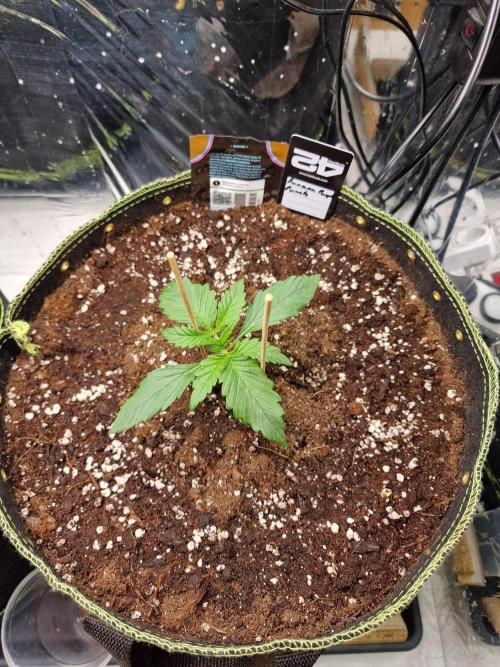 TPB Banana Purple Punch auto. Week 1