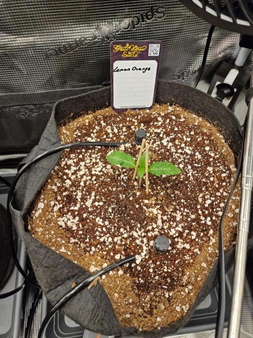 Lemon Orange. Week 1