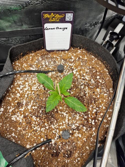 Lemon Orange. Week 1