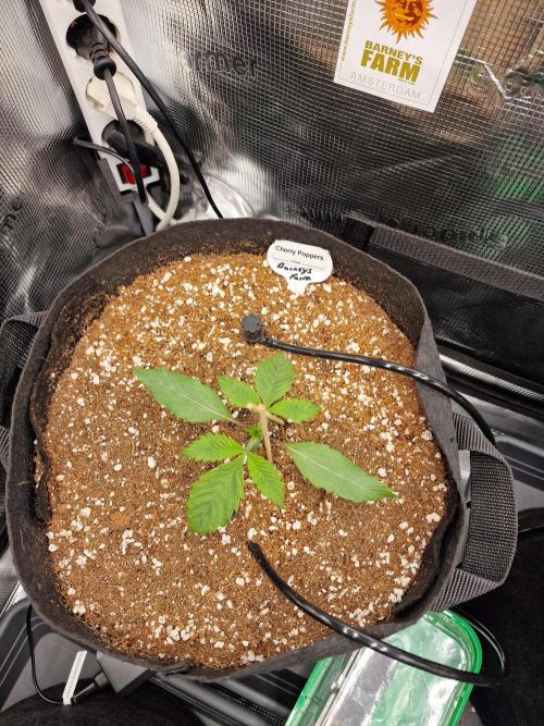 Cherry Poppers. Week 1