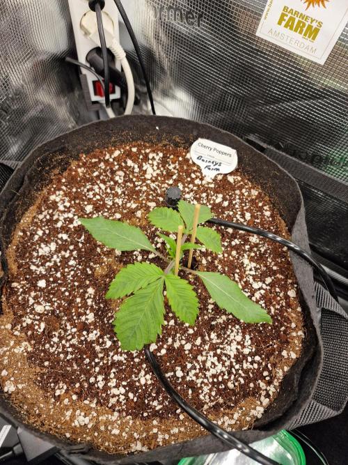 Cherry Poppers. Week 1