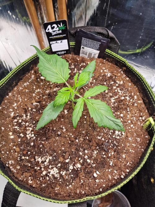 TPB Gorilla Z auto. Week 1