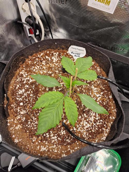 Cherry Poppers. Week 1