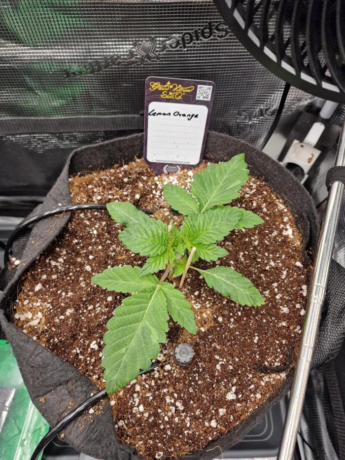 Lemon Orange. Week 2