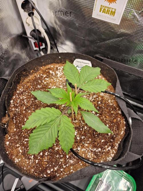 Cherry Poppers. Week 2