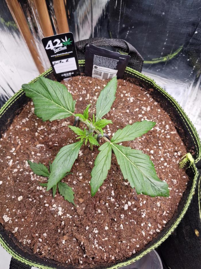 TPB Gorilla Z auto. Week 2