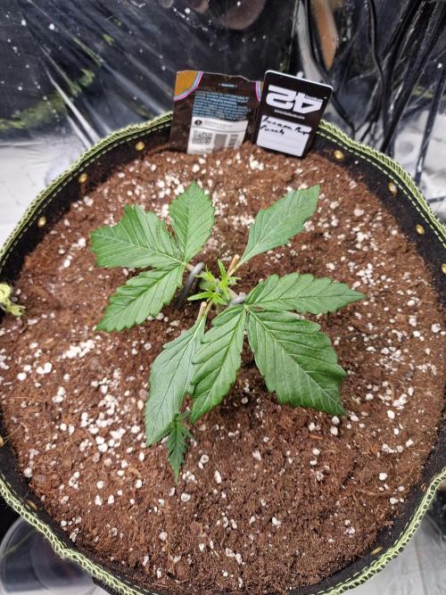 TPB Banana Purple Punch auto. Week 2