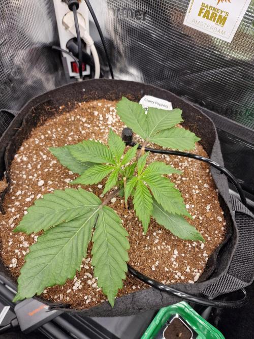 Cherry Poppers. Week 2