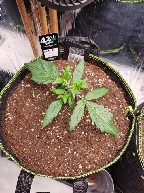 TPB Gorilla Z auto. Week 2