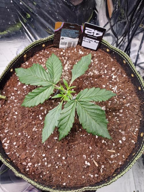 TPB Banana Purple Punch auto. Week 2