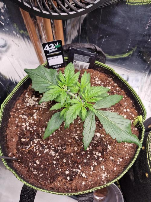 TPB Gorilla Z auto. Week 2