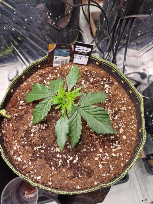 TPB Banana Purple Punch auto. Week 2