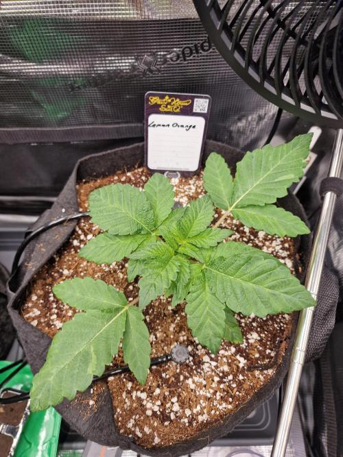 Lemon Orange. Week 2