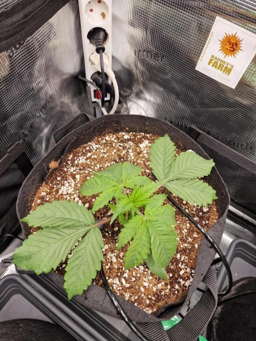 Cherry Poppers. Week 2