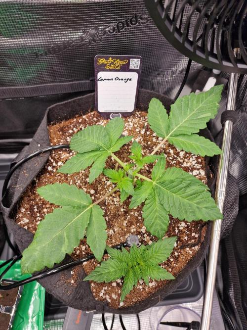 Lemon Orange. Week 2