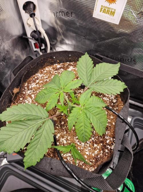 Cherry Poppers. Week 2