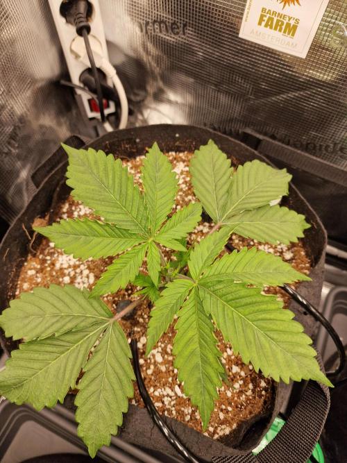 Cherry Poppers. Week 2