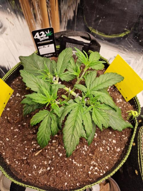 TPB Gorilla Z auto. Week 2