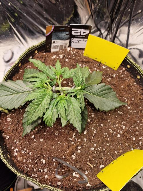 TPB Banana Purple Punch auto. Week 2