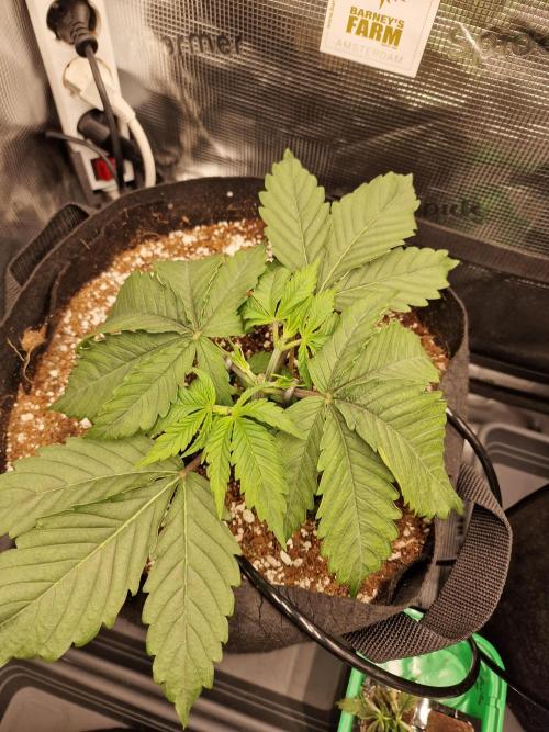 Cherry Poppers. Week 2