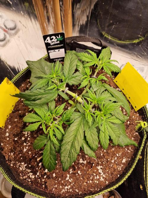 TPB Gorilla Z auto. Week 2