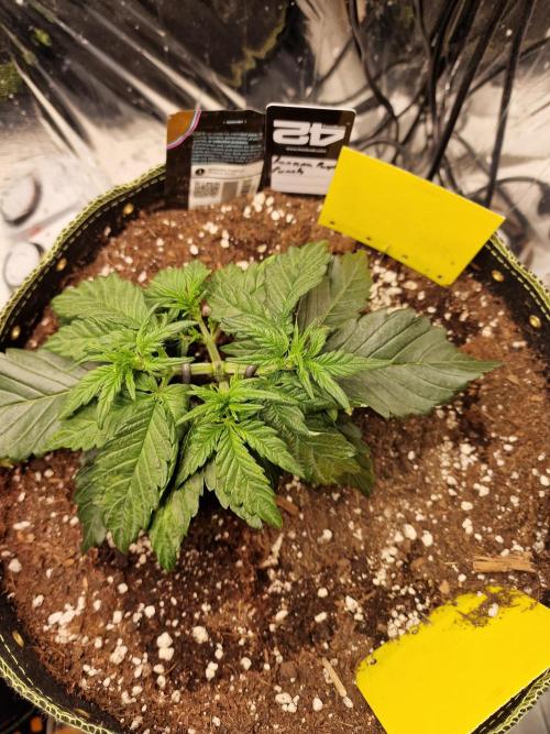 TPB Banana Purple Punch auto. Week 2